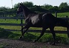 AQHA Mare - Dressage Prospect Quarter Horse Mare