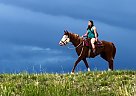 Bashkir Curly - Horse for Sale in Fort Collins, CO 80534 Bashkir Curly - Horse for Sale in Fort Collins, CO 80534