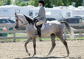 Arabian (Arabian, Gelding) in Leonard, MI