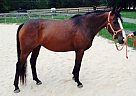 Thoroughbred - Horse for Sale in North East, MD 21901
