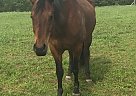 Quarter Horse Mare for Sale in Lehighton, Pennsylvania Quarter Horse Mare for Sale in Lehighton, Pennsylvania