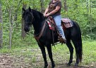 Missouri Fox Trotter - Horse for Sale in Stoutland, MO 65567 Missouri Fox Trotter - Horse for Sale in Stoutland, MO 65567
