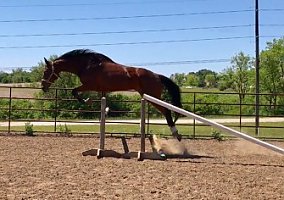 Collaborative (Thoroughbred, Mare) in Lincoln, NE