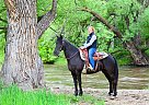 Friesian - Horse for Sale in Fort Collins, CO 80534