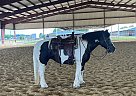 Gypsy Vanner - Horse for Sale in Boyd, TX 76023