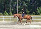 - Gelding in Anderson, SC - Gelding in Anderson, SC