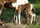 Miniature - Horse for Sale in Dundee, NY 14837 Miniature - Horse for Sale in Dundee, NY 14837
