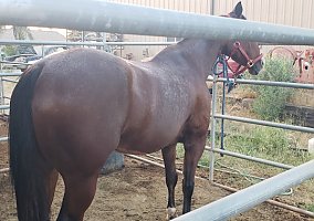 Quarter Horse (Quarter Horse, Gelding) in LaVerkin, UT