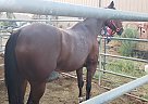 Quarter Horse - Horse for Sale in LaVerkin, UT 84685