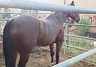 Quarter Horse - Horse for Sale in LaVerkin, UT 84685 Quarter Horse - Horse for Sale in LaVerkin, UT 84685