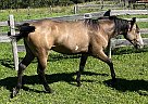Paint - Horse for Sale in Andrew, AB T0B 0C0
