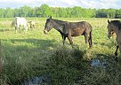 Sidney - Gelding in Kennan, WI Sidney - Gelding in Kennan, WI