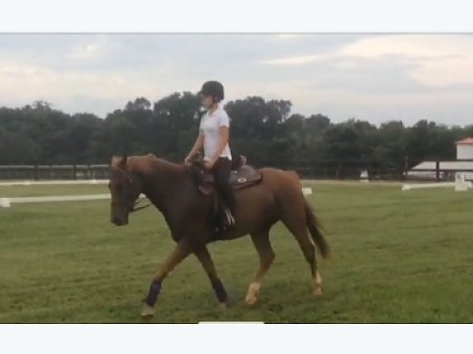 Part Time Lover, Chestnut Gelding for Sale