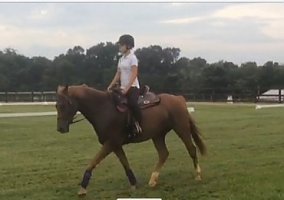 Warmblood