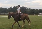 Oldenburg - Horse for Sale in Orlando, FL 32833 Oldenburg - Horse for Sale in Orlando, FL 32833