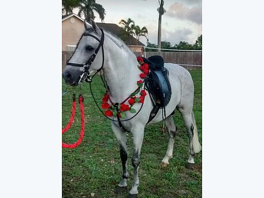 Paso Fino for Sale