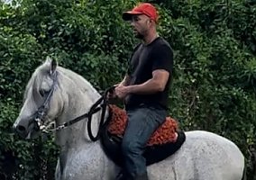 Paso Fino (Paso Fino, Stallion) in Goulds, FL