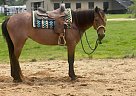 Quarter Horse - Horse for Sale in Fountain Inn, SC 29644 Quarter Horse - Horse for Sale in Fountain Inn, SC 29644