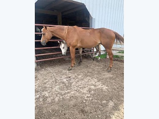 Ranch/ Trail Horse For Sale