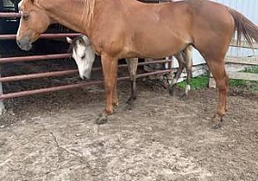 Quarter Horse (Quarter Horse, Mare) in Milan, IN