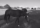 Quarter Horse - Horse for Sale in Warwick, NY 10990 Quarter Horse - Horse for Sale in Warwick, NY 10990