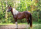 Missouri Fox Trotter - Horse for Sale in Jim Falls, WI 54748