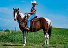 Spotted Saddle - Horse for Sale in Paradise, UT 84328 Spotted Saddle - Horse for Sale in Paradise, UT 84328