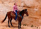 Tennessee Walking - Horse for Sale in Fort Collins, CO 80534 Tennessee Walking - Horse for Sale in Fort Collins, CO 80534