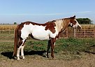 Paint - Horse for Sale in Donovan, IL 60931