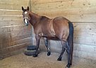 Lux - Endless Potential - Must S... Quarter Horse Mare