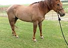 7yr old Red Roan Gelding Quarter Horse Gelding