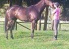 Beautiful OTTB Thoroughbred Gelding