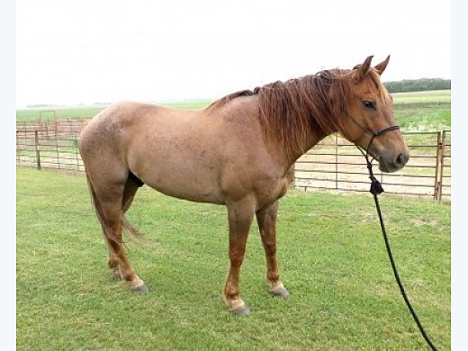 7yr old Red Roan Gelding