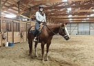 8yr old Solid Paint for Sale! Paint Gelding