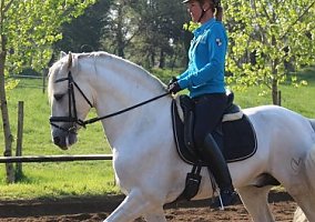 Andalusian / PRE (Andalusian / PRE, Gelding)