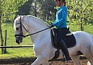 Andalusian - Horse for Sale in Calldetenes/barcelona, 08506 Andalusian - Horse for Sale in Calldetenes/barcelona, 08506