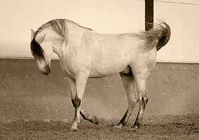 Andalusian / PRE (Andalusian / PRE, Stallion)