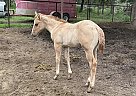 Quarter Horse - Horse for Sale in Rockdale, TX 76567