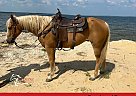 Quarter Horse - Horse for Sale in Orange, TX 65708 Quarter Horse - Horse for Sale in Orange, TX 65708