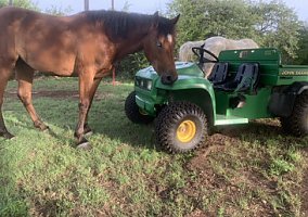 Quarter Horse (Quarter Horse, Mare) in Moody, TX