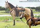 Missouri Fox Trotter - Horse for Sale in Houston, MO 37091