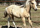 Paint - Horse for Sale in Rockdale, TX 76567