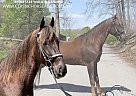 Tennessee Walking - Horse for Sale in Sneedville, Hancock, TN 37869