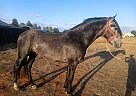 Andalusian - Horse for Sale in , CA 93637