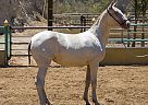 Andalusian - Horse for Sale in Canyon Country, CA 91387