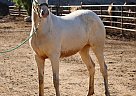 Andalusian - Horse for Sale in Canyon Country, CA 91387