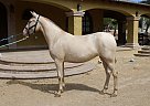Andalusian - Horse for Sale in Canyon Country, CA 91387