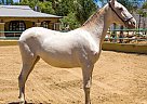 Andalusian - Horse for Sale in Canyon Country, CA 91387