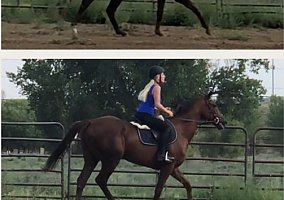 Thoroughbred (Thoroughbred, Gelding) in Highlands Ranch, CO