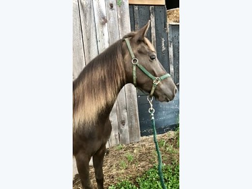 Flashy Chocolate Kentucky Mountain 4yr old Mare With Flaxen Mane and Tail
